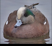 American Wigeon Hat Rock State Park Lake Wallula