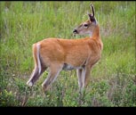 Deer Camas Prairie