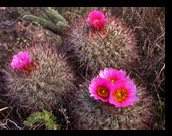 Hedgehog cactus are often found in the Channeled Scablands of eastern Washington.