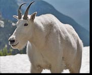 Mountain Goat Hidden Lake Overlook