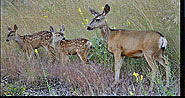 Mission Valley deer - western Montana.