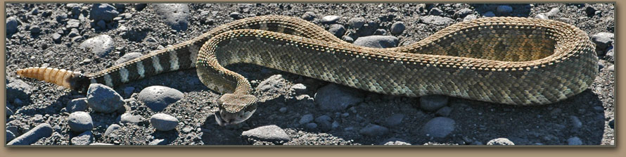 Drumheller Channels rattlesnake.