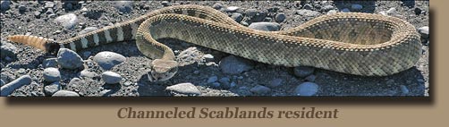 Rattlesnake Channeled Scablands