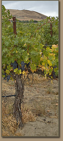 Red Mountain vinyard.