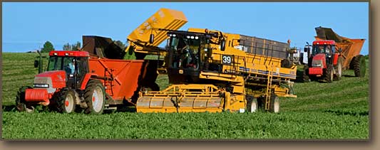 Columbia Basin vegetable harvest.