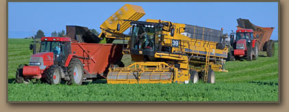 Pasco Basin pea harvest.
