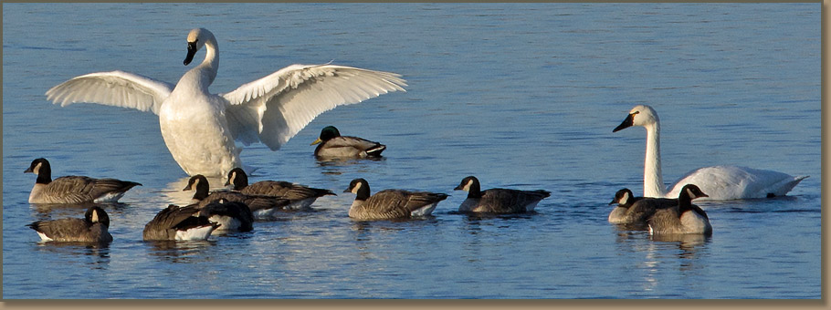Tundra swans at McNary National Wildlife Refuge.