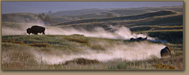 Bison wallow in Glacial Lake Missoula deposits.