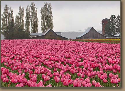 Skagit Valley fields once covered by the the Puget Lobe during the Pleistocene Ice Age.