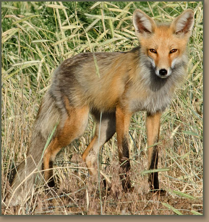 Red Fox along Columbia River near Pasco, WA. title=