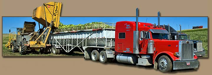 Twin City Foods Sweetcorn Harvest